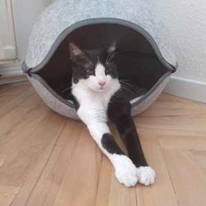 Boarding cat in Budapest pet sitting request