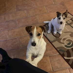 Boarding dogs in Budaörs pet sitting request