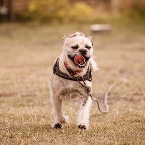 Kutyanapközi kutya -ban Budapest kisállatszitting kérés