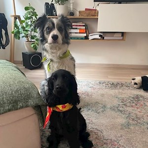 Boarding dogs in Budapest pet sitting request