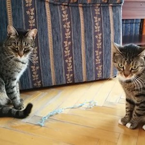 Boarding cats in Budapest pet sitting request