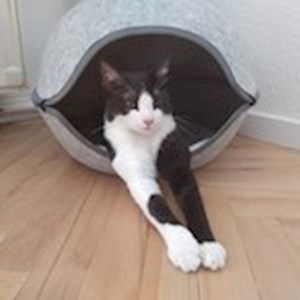 Boarding cat in Budapest pet sitting request