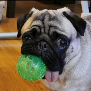 Boarding dog in Budapest pet sitting request