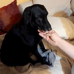 Szállás kutya -ban Budapest kisállatszitting kérés