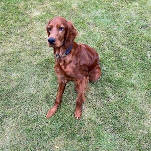 Szállás kutya -ban Budapest kisállatszitting kérés