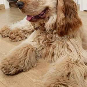 Boarding dog in Budapest pet sitting request