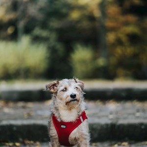 Kutyasétáltatás kutyák -ban Pécs kisállatszitting kérés