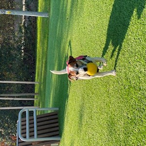 Pet Day Care dog in 부다페스트 pet sitting request