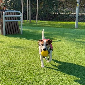 Pet Day Care dog in 부다페스트 pet sitting request