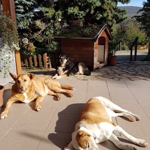Dog Walking dogs in Pécs pet sitting request