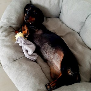 Pápai- petsitter Budapest vagy Állat szitter a 
