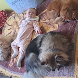 Proksa- petsitter Budapest or Pet nanny for Dogs 