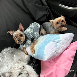 Szittelés a gazdinál cica, kutyák -ban Budapest kisállatszitting kérés