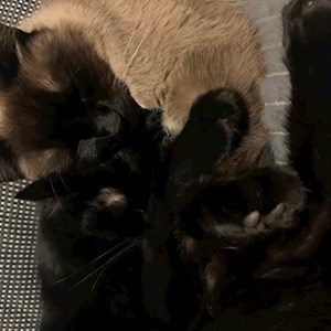 Abigél- petsitter Budapest vagy Állat szitter a Cicák 