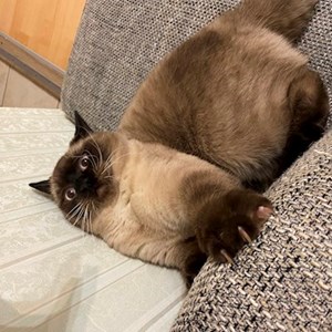 Visits cat in Pécs pet sitting request