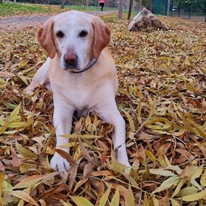 Dog Walking dog in Budapest pet sitting request
