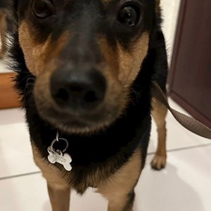 Boarding dog in Budapest pet sitting request