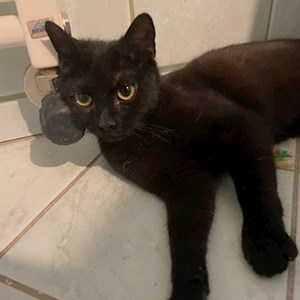 Egy látogatás cicák -ban Budapest kisállatszitting kérés