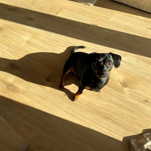 Boarding dog in Budapest pet sitting request