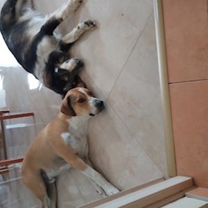 One visit dogs in Budapest pet sitting request