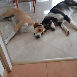 One visit dogs in Budapest pet sitting request