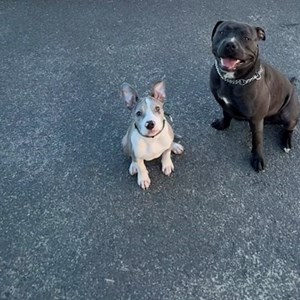 Pet Day Care dog in Budapest pet sitting request