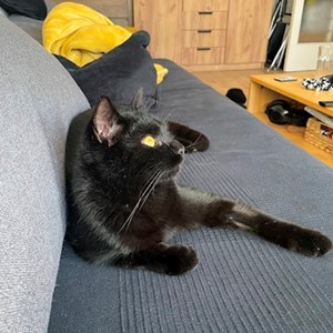 Egy látogatás cica -ban Budapest kisállatszitting kérés