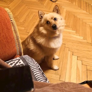 Rikker- petsitter Budapest vagy Állat szitter a 