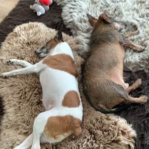 Fulop- petsitter Hegyeshalom vagy Állat szitter a Kutyák 