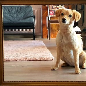 Walks dog in Debrecen pet sitting request