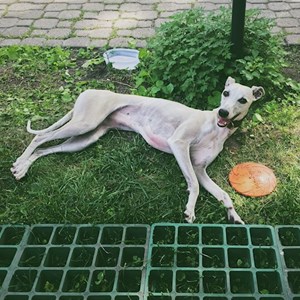 Boarding dog in Budapest pet sitting request