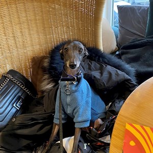 Dog Walking dog in Budapest pet sitting request
