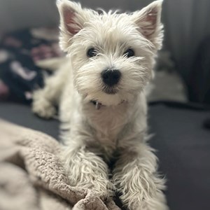 Pet Day Care dog in Budapest pet sitting request