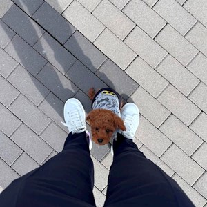 Deák- petsitter Budapest vagy Állat szitter a 