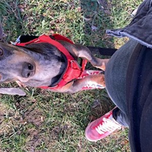 Oláh- petsitter Budapest vagy Állat szitter a 
