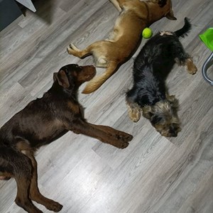 Boarding dogs in Pécs pet sitting request