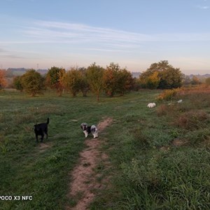 Szittelés a gazdinál kutyák -ban Gödöllő kisállatszitting kérés