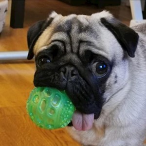 Szállás kutya -ban Budapest kisállatszitting kérés