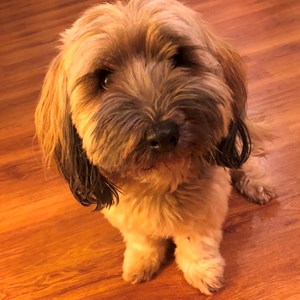 Boarding dog in Budapest pet sitting request