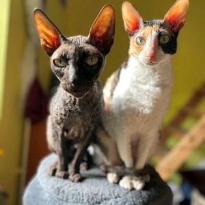 Boarding cats in Budapest pet sitting request