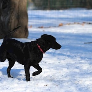 Szállás kutya -ban Budapest kisállatszitting kérés