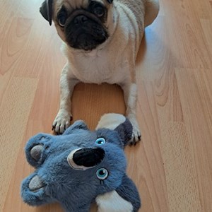 Szállás kutya -ban Budapest kisállatszitting kérés