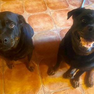 Boarding dogs in Budapest pet sitting request