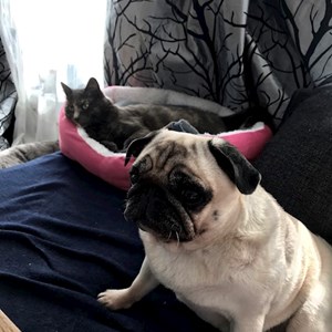 Boarding cat, dog in Budapest pet sitting request