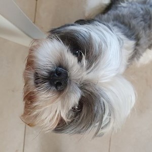 Visits dog in Budapest pet sitting request