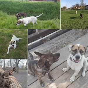 Kutyasétáltatás kutyák -ban Budapest kisállatszitting kérés