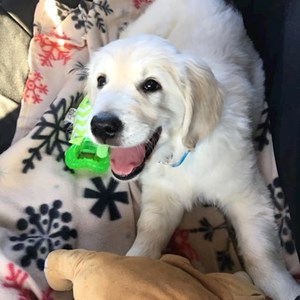 Egy látogatás kutya -ban Szigetszentmiklós kisállatszitting kérés