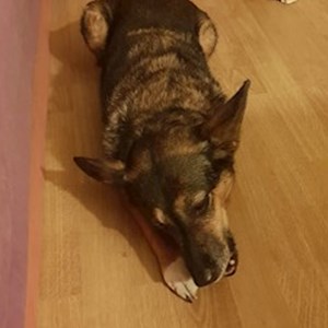 One visit cat, dog in Budapest pet sitting request