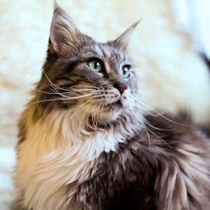 Egy látogatás cicák -ban Budapest kisállatszitting kérés