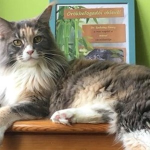 One visit cats in Budapest pet sitting request